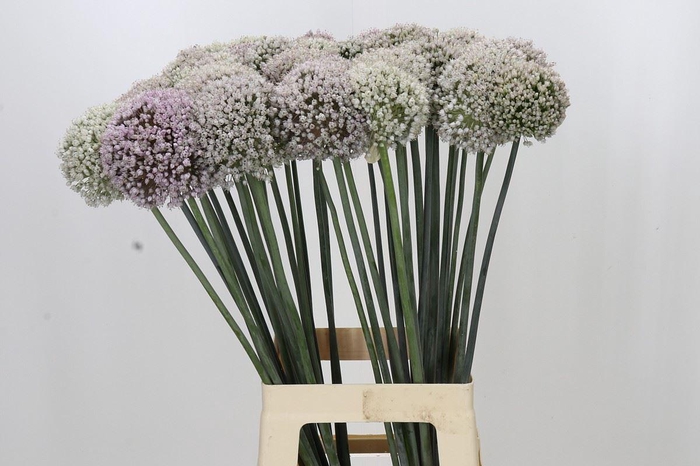 <h4>Allium porrum 'Kenton'</h4>