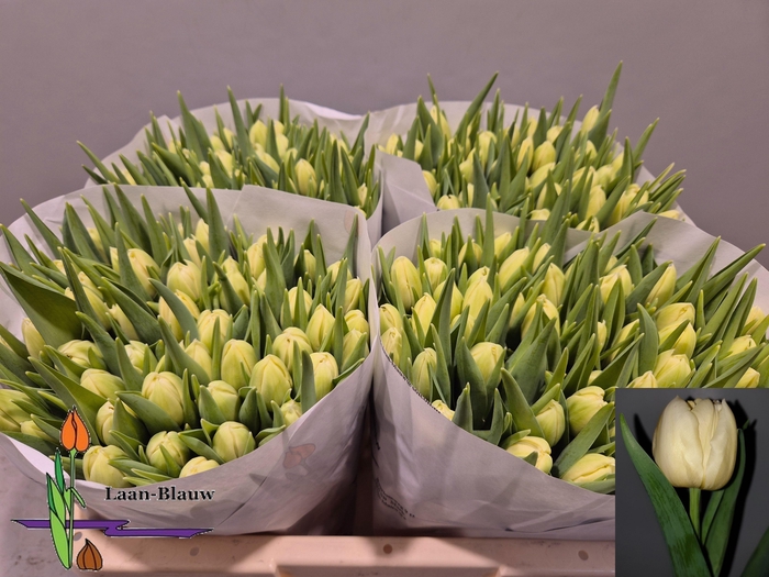 <h4>TU DU VERONA</h4>