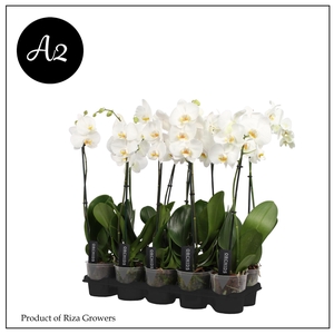 Phalaenopsis A2 White 1 spike – 9cm