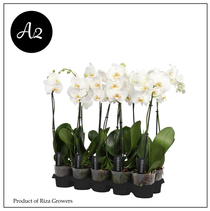 <h4>Phalaenopsis A2 White 1 spike – 9cm</h4>