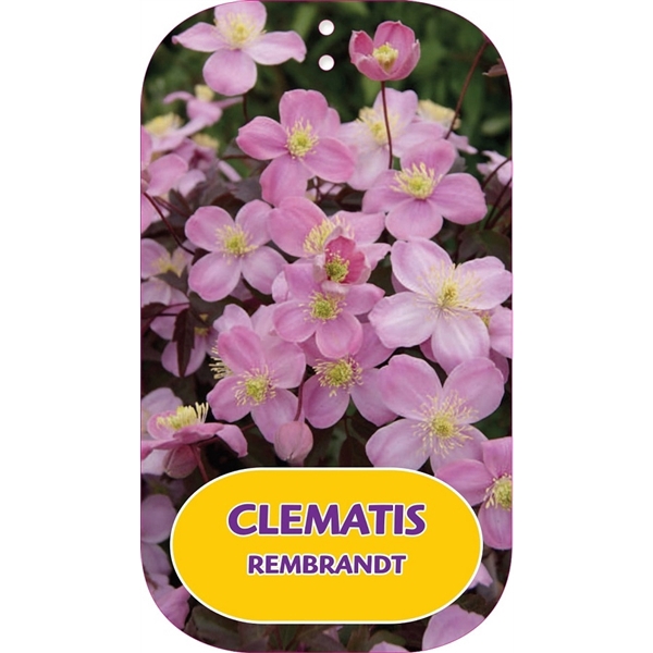 <h4>Clematis REMBRANDT 'Zo16356' PBRaf</h4>