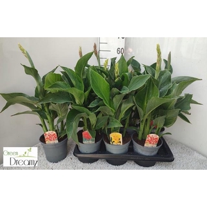 CANNA CANNOVA GEM