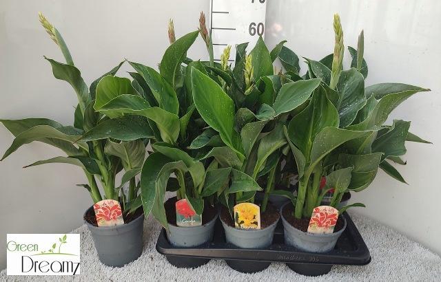 <h4>CANNA CANNOVA GEM</h4>