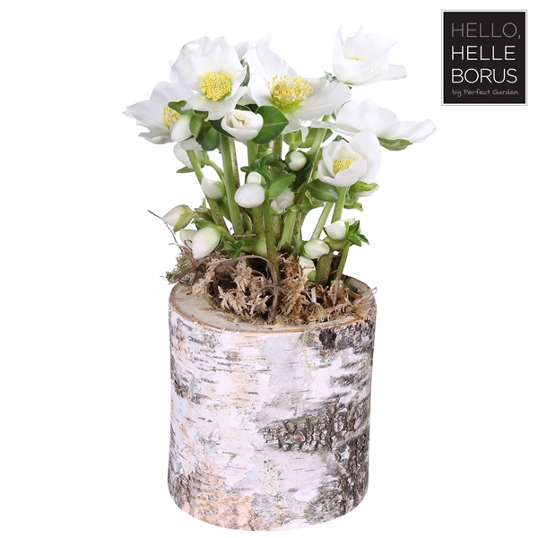 <h4>Helleborus niger 'Christmas Carol' P12 (Naked Wood series)</h4>