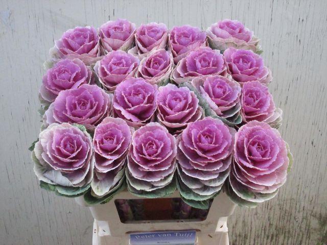 <h4>Brass Crane Pink</h4>