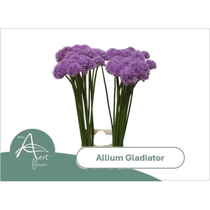ALLIUM GLADIATOR 85 cm