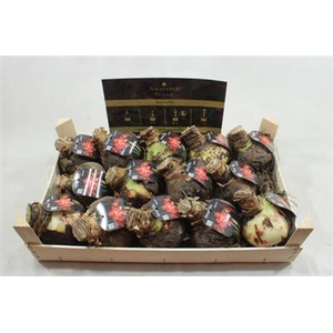 AM BOL  SPLASH34/36 + ETIKET!