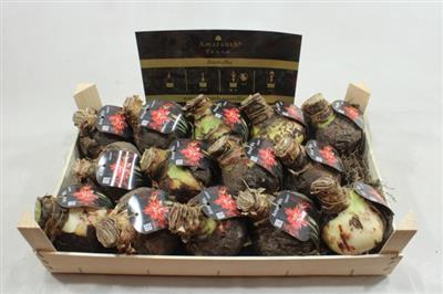 <h4>AM BOL  SPLASH34/36 + ETIKET!</h4>