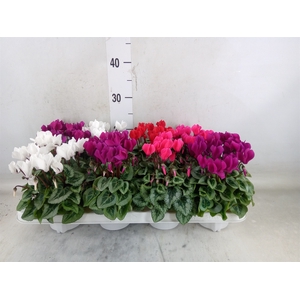 Cyclamen KL 'Picasso'
