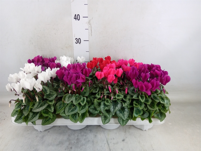 <h4>Cyclamen KL 'Picasso'</h4>