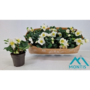 HELLEB CHR CAROL P12 10+