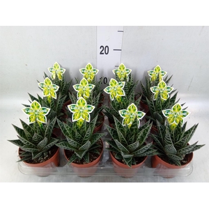 Aloe aristata 'Tiki Tahi'