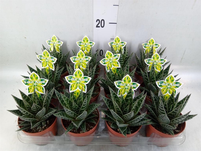 <h4>Aloe aristata 'Tiki Tahi'</h4>