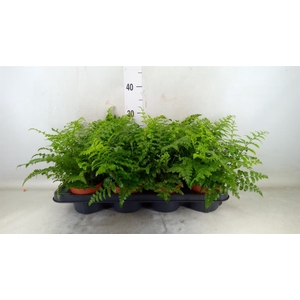 Asplenium  'Parvati'