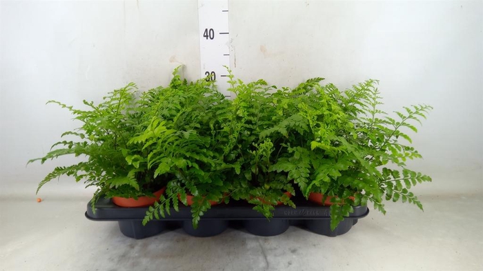 <h4>Asplenium  'Parvati'</h4>