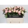 Paeonia Pink Giant