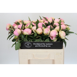 Paeonia Pink Giant
