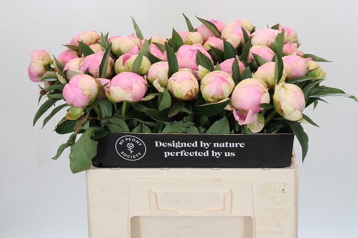 Paeonia Pink Giant
