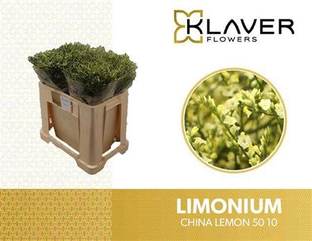 Lim Sin China Lemon