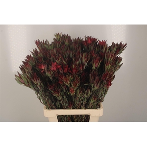 Leucad Sal Blush Spray