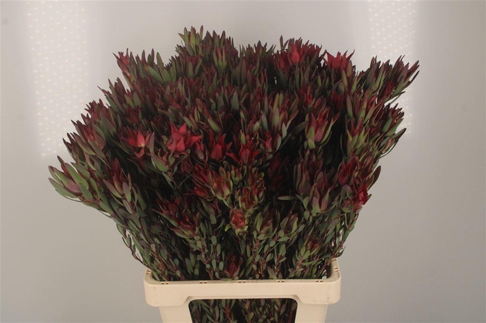 <h4>Leucad Sal Blush Spray</h4>