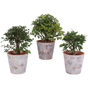 Bonsai Indoor Mix Ø12cm Ball Shape in Ø14cm Ceramic Pot Jungle