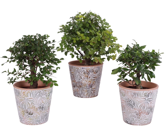 <h4>Bonsai Indoor Mix Ø12cm Ball Shape in Ø14cm Ceramic Pot Jungle</h4>