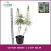 ECHIUM WEBBII