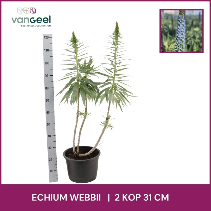 <h4>ECHIUM WEBBII</h4>