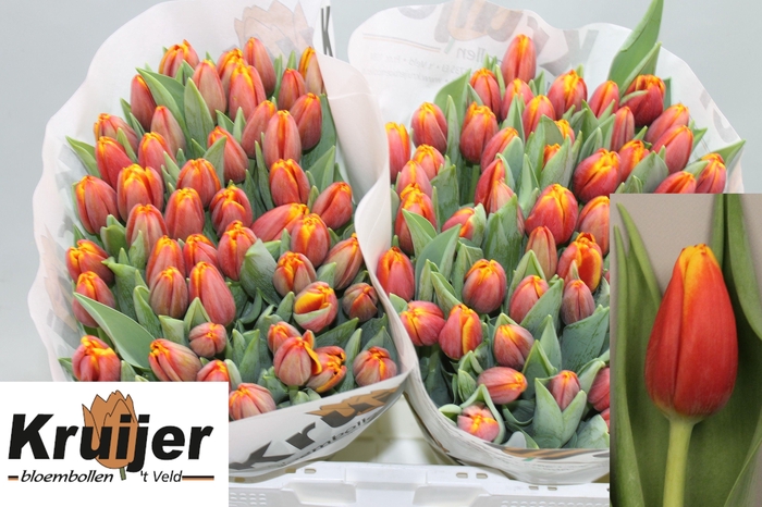 <h4>TU EN TROPICANA</h4>