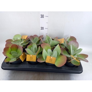 Kalanchoe NF thyrsiflora