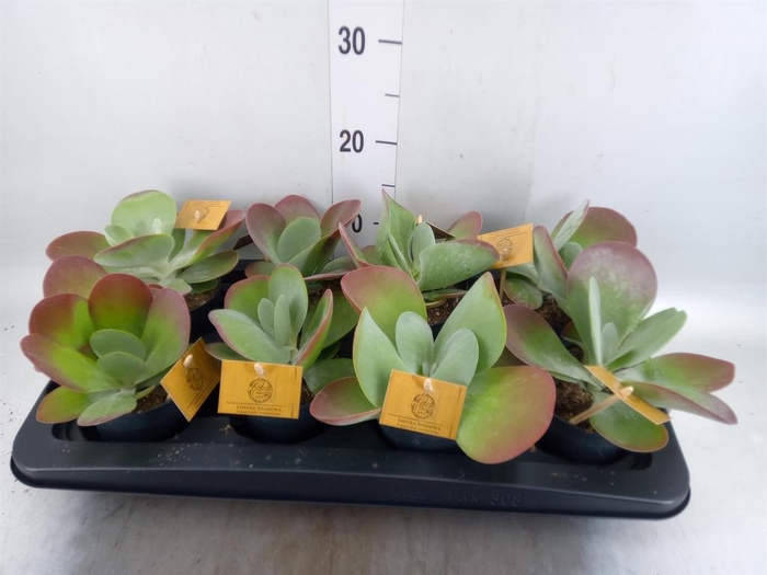 <h4>Kalanchoe NF thyrsiflora</h4>