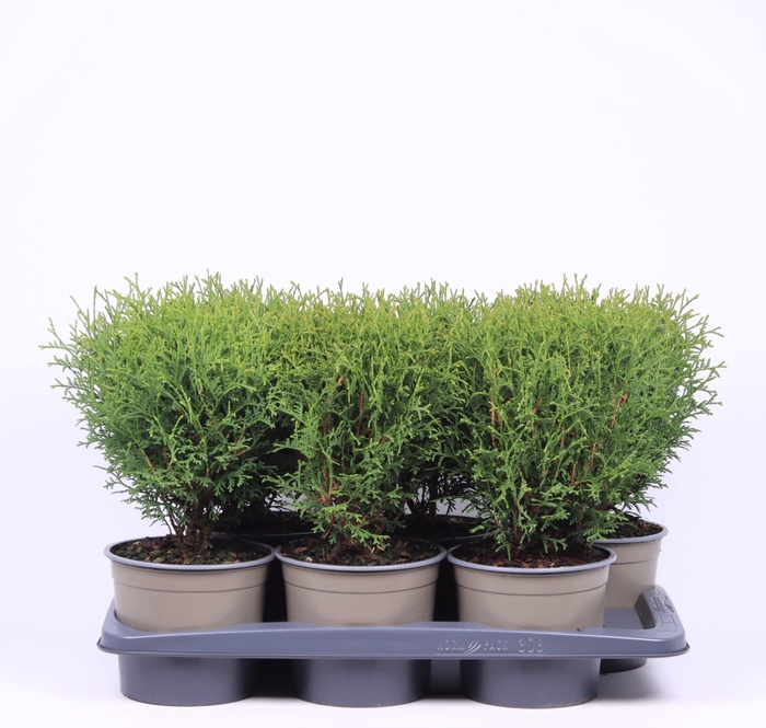 <h4>Thuja Tiny Tim</h4>