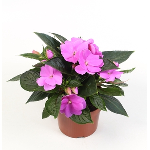 Impatiens New Guinea Dark Lilac (Lila)