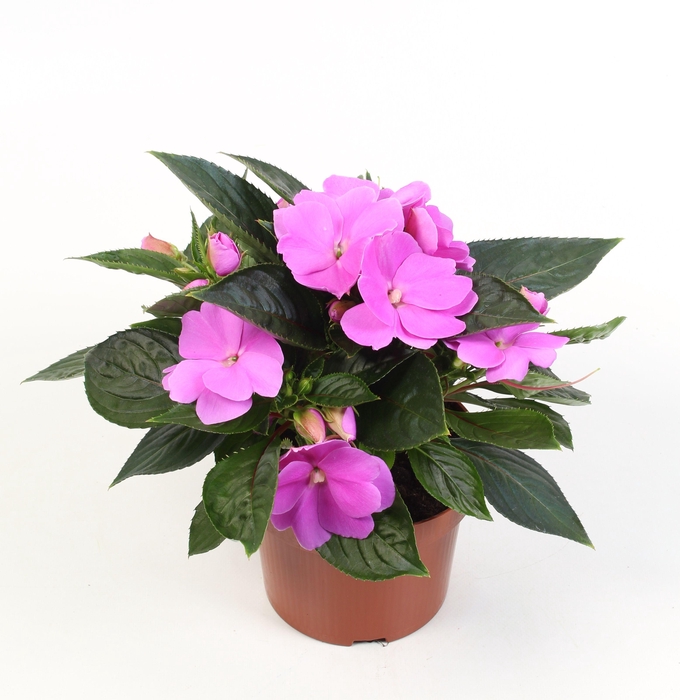 <h4>Impatiens Dark lilac</h4>