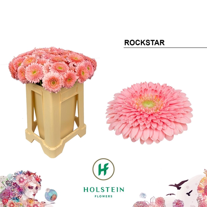 <h4>GE BV POM ROCKSTAR</h4>