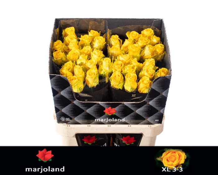 <h4>R Gr Penny Lane XL Marjoland</h4>