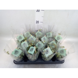 Ceropegia woodii ssp. woodii