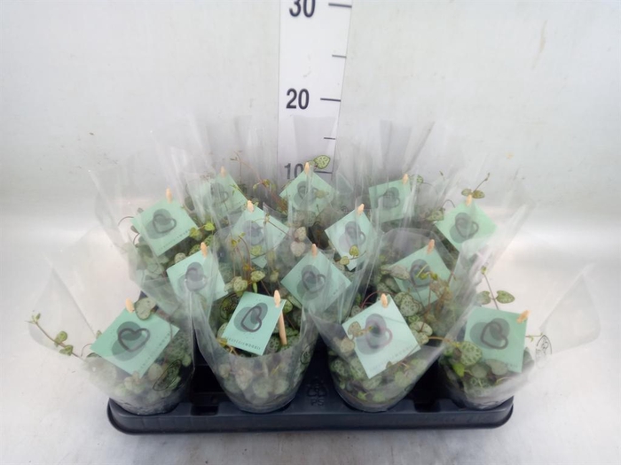 <h4>Ceropegia woodii ssp. woodii</h4>