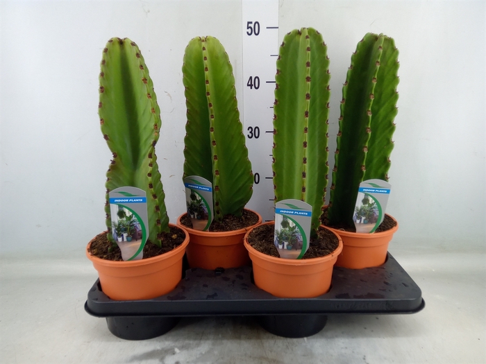 <h4>Euphorbia ingens</h4>