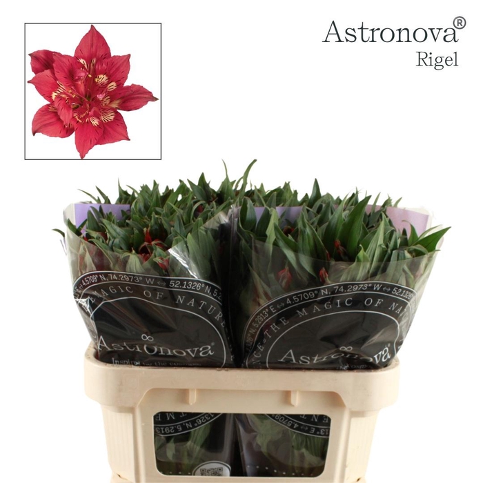 <h4>Alstroemeria Astronova Rigel</h4>