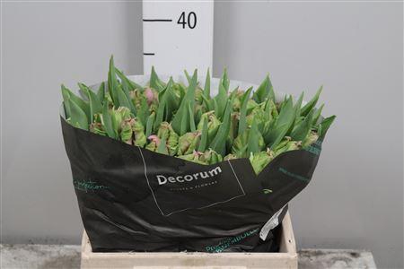 <h4>Tu Pa Marvel Parrot</h4>