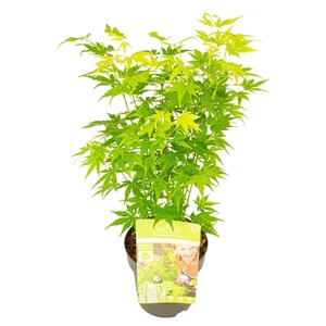 Acer palm. 'Going Green'®