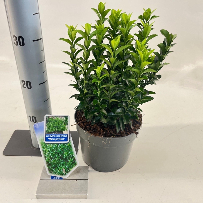 <h4>Euonymus japonicus Microphyllus</h4>