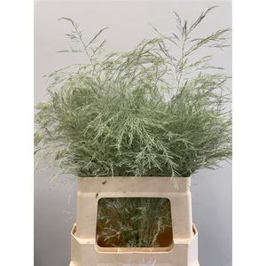 Treefern Creme