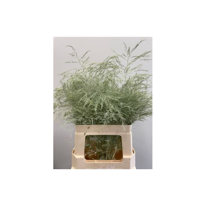 <h4>Treefern Creme</h4>