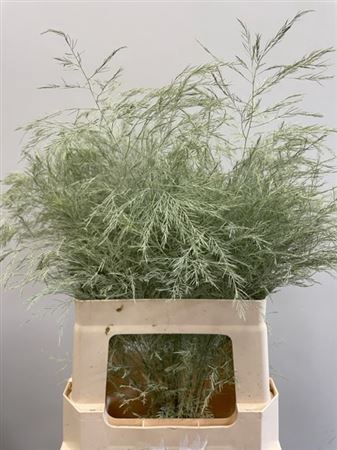 Treefern Creme