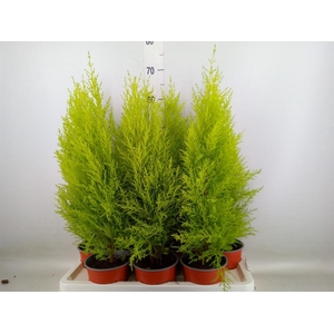 Cupressus macro. 'Goldcrest Wilma'