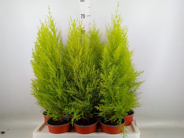 <h4>Cupressus macro. 'Goldcrest Wilma'</h4>