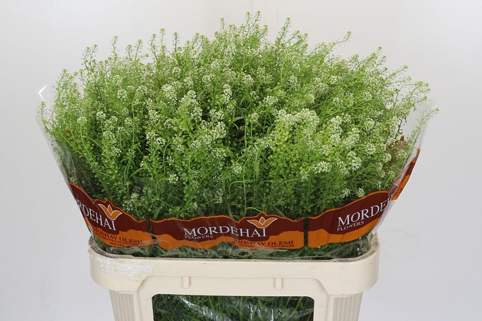 <h4>Lepidium Green Bell</h4>